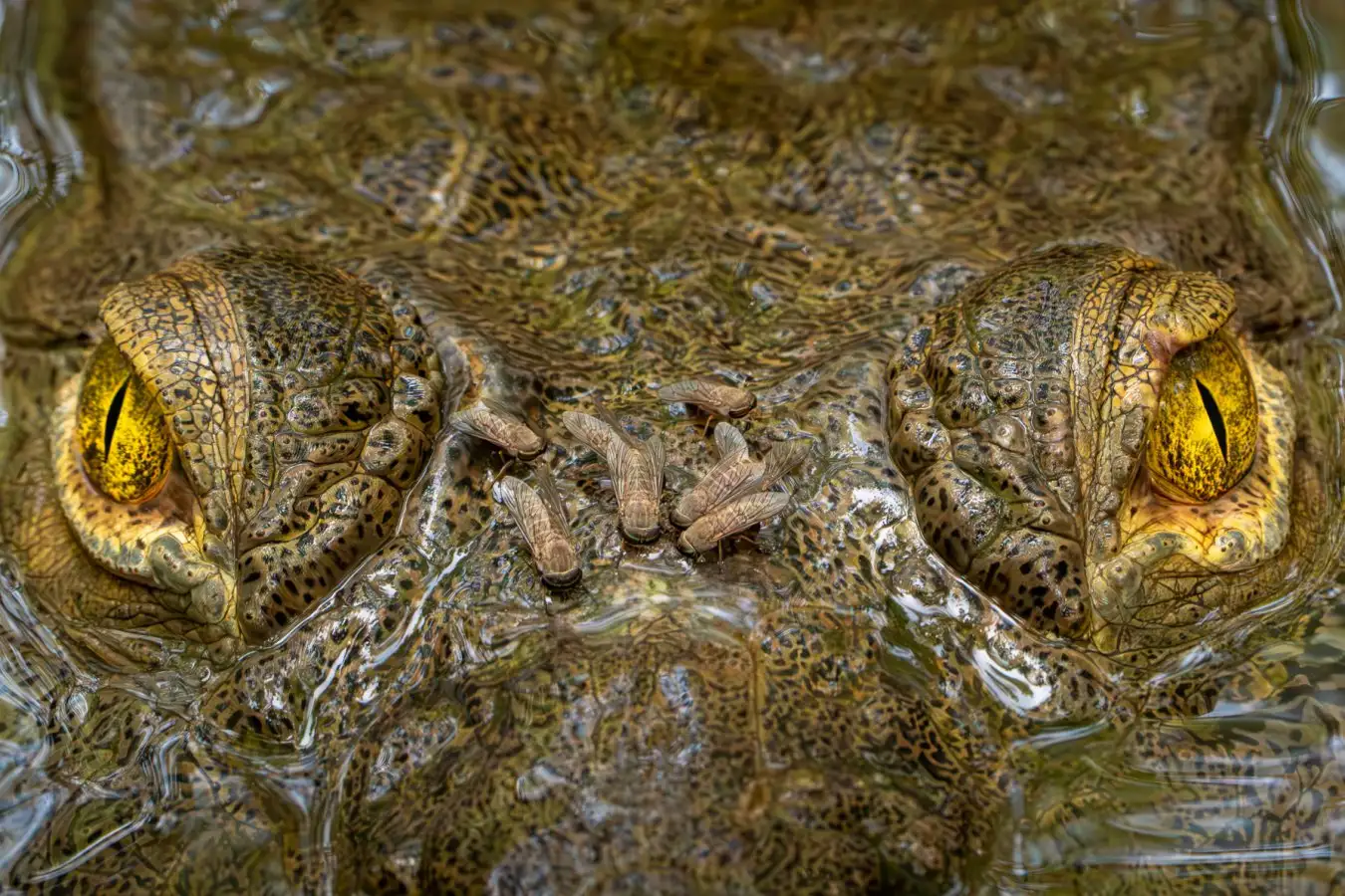 Stunning Close Up of Pierced Crocodile Claims Victory in Ecological Photo