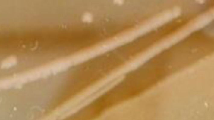 5,000-Year-Old Cave Ice Reveals Multidrug-Resistant Bacterial Strain: A Groundbreaking Discovery 5000 Year Old Cave Ice Reveals Multidrug Resistant Bacterial Strain A Groundbreaking Discovery