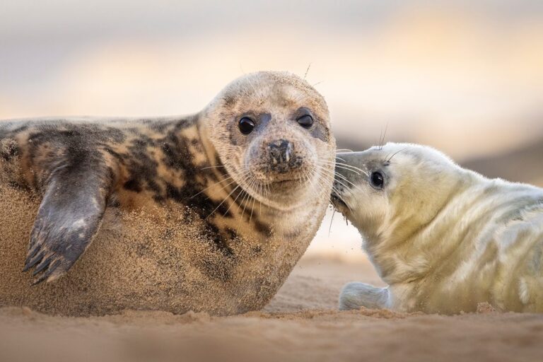 Adorable Seal Pups Mimic Human Speech and Accents Discover Their