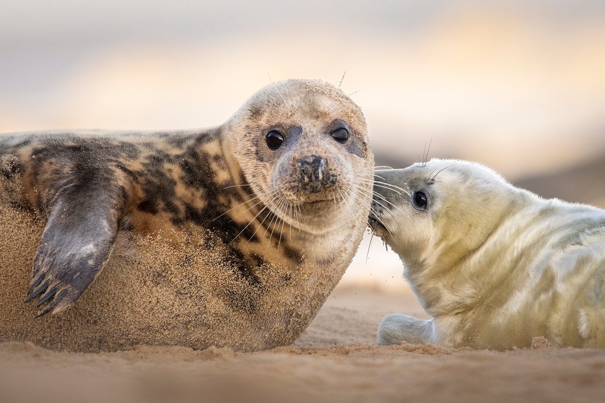 Adorable Seal Pups Mimic Human Speech and Accents Discover Their
