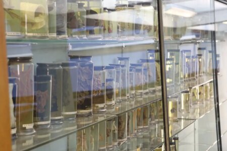 Ancient Cold Virus Discovered in 18th Century Womans Lungs Insights