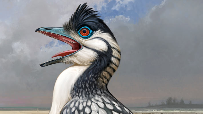 Archeopteryx’s Feeding Structures: Evidence of Evolving Flight Demands, Researchers Reveal Archeopteryxs Feeding Structures Evidence of Evolving Flight Demands Researchers Reveal
