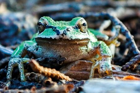 Climate Change Boosts Frog Attractiveness Say Scientists