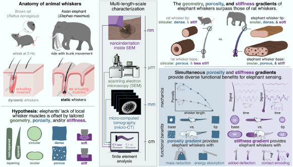 Discover How Elephant Trunks Use Touch Beyond Muscles and Nerves: Key Findings from Recent Study Discover How Elephant Trunks Use Touch Beyond Muscles and Nerves