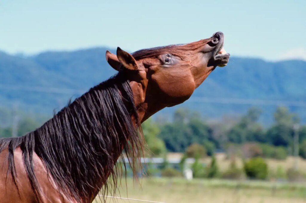Discover Why Horse Sounds Are Unique in Nature