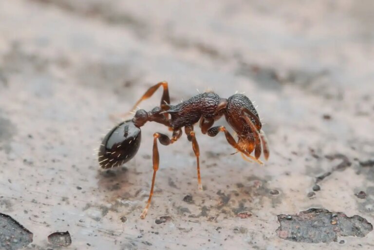 Discover the Unique Ant Species: A Queens-Only Colony with No Males or Workers Discover the Unique Ant Species A Queens Only Colony with No