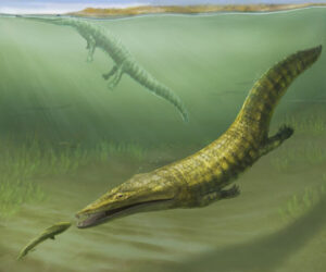 Discovering Diverse Marine Amphibian Communities Early Triassic Fossils Uncovered in