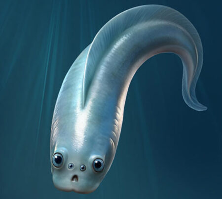 Discovering the Oldest Vertebrates Unveiling Four Camera Shaped Eyes