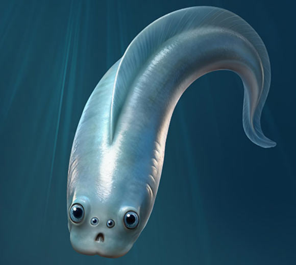 Discovering the Oldest Vertebrates: Unveiling Four Camera-Shaped Eyes Discovering the Oldest Vertebrates Unveiling Four Camera Shaped Eyes