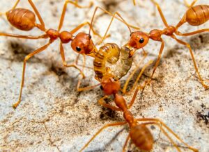 European Ants Successfully Clone Another Species Insights from Sciworthy