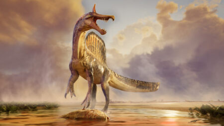 Exciting Discovery New Spinosaurus Species Unearthed in Niger