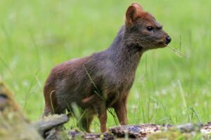 Experts Urge Attention for the Worlds Smallest and Cutest Deer