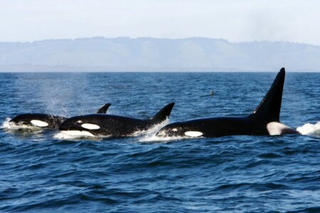 Exploring Cannibalism Why Some Orcas Prefer Family Pods