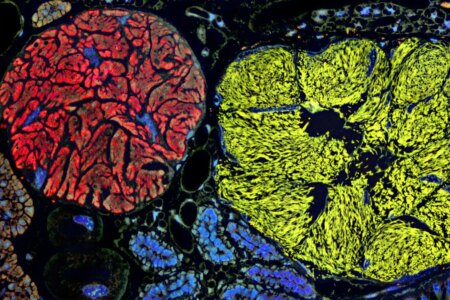 Exploring Microbes with the Smallest Genomes Redefining the Boundaries of