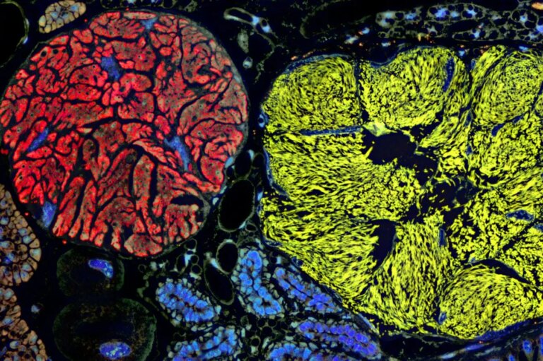 Exploring Microbes with the Smallest Genomes: Redefining the Boundaries of Life Exploring Microbes with the Smallest Genomes Redefining the Boundaries of
