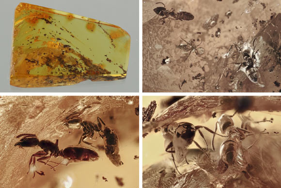 Fossil Amber Unveils Ancient Ant Ecological Interactions with Other Organisms Fossil Amber Unveils Ancient Ant Ecological Interactions with Other Organisms