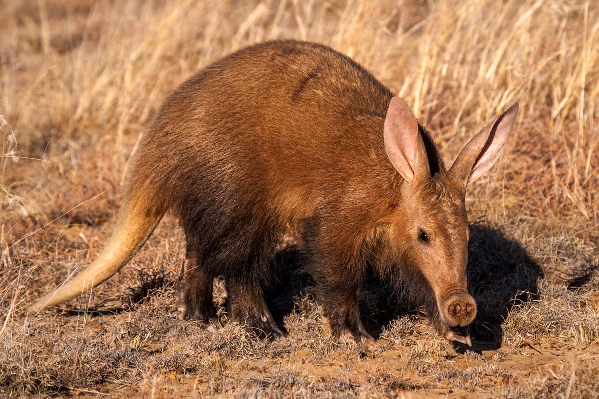 How Aardvarks are Adapted to Consume 50,000 Ants Each Night 1 How Aardvarks are Adapted to Consume 50000 Ants Each Night