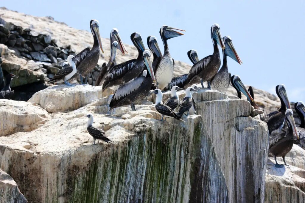 How Ancient Peruvian Civilization Gained Power Through Guano Harvesting