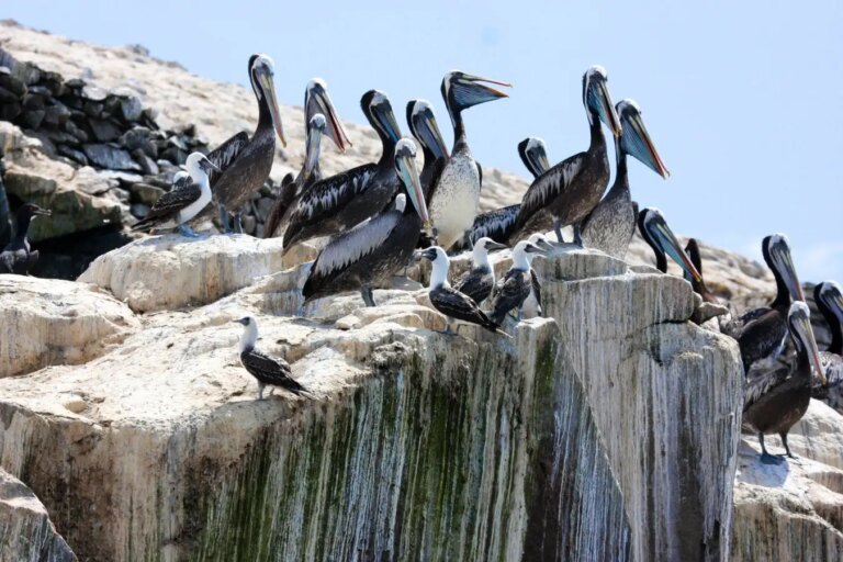 How Ancient Peruvian Civilization Gained Power Through Guano Harvesting