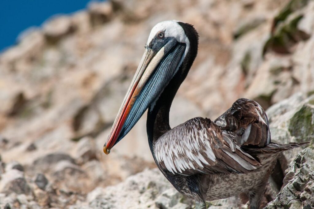 How Bird Droppings Fueled One of the Largest Ancient Kingdoms