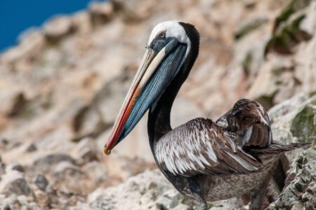 How Bird Droppings Fueled One of the Largest Ancient Kingdoms