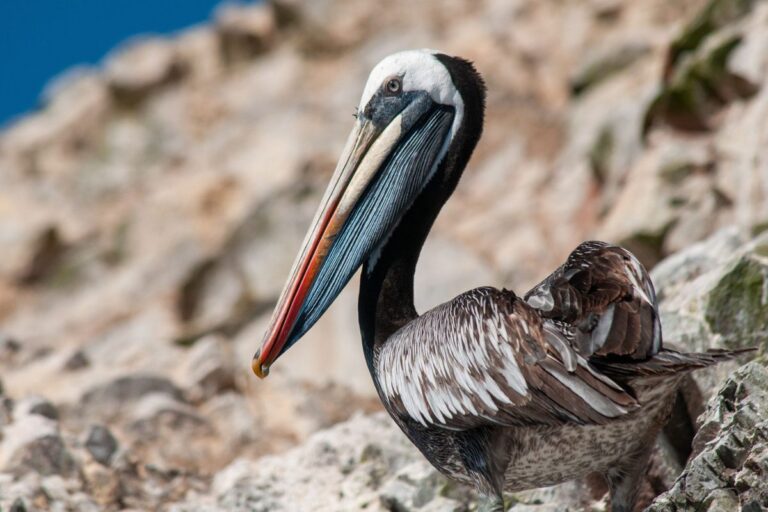 How Bird Droppings Fueled One of the Largest Ancient Kingdoms in the Americas: New Research Insights How Bird Droppings Fueled One of the Largest Ancient Kingdoms