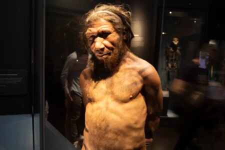 How Neanderthal Interbreeding Led to Unique Genetic Lineages