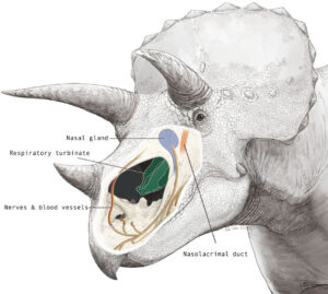 New Discoveries Reveal Triceratops Massive Nasal Cavity Had More Functions