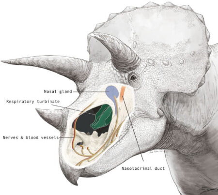 New Discoveries Reveal Triceratops Massive Nasal Cavity Had More Functions
