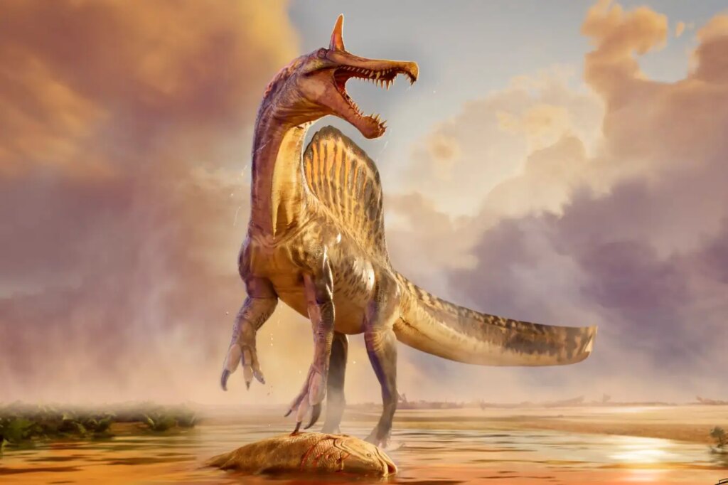 New Fossil Discovery Could Resolve Controversy Surrounding Spinosaurus Sailback Features