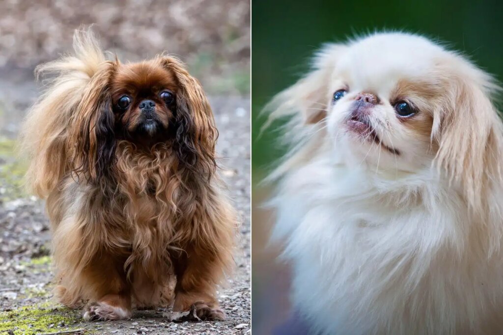 New Research Identifies Additional Dog Breeds at Elevated Risk for