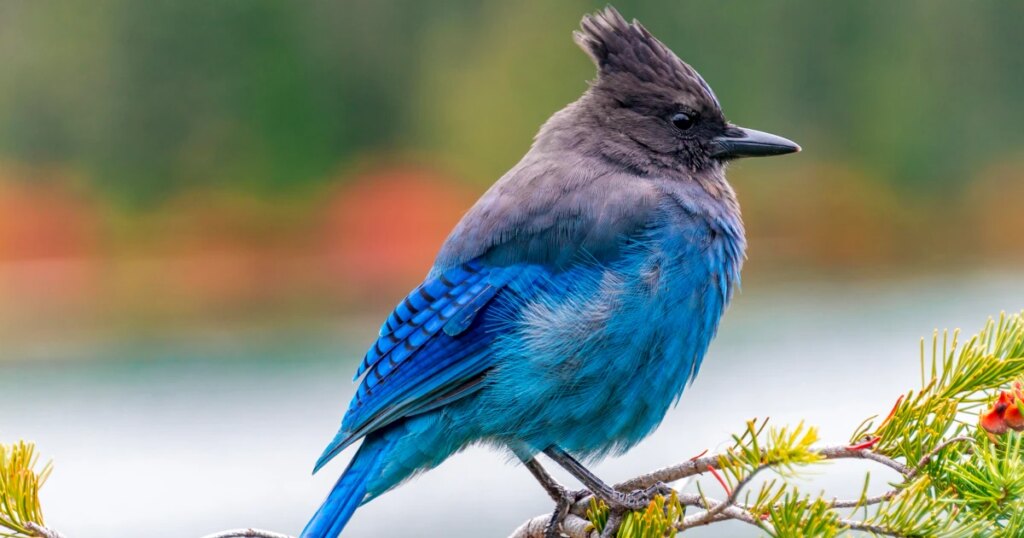 New Research Unveils How Bird Watching Enhances Brain Function and Boosts Cognitive Abilities New Research Unveils How Bird Watching Enhances Brain Function and
