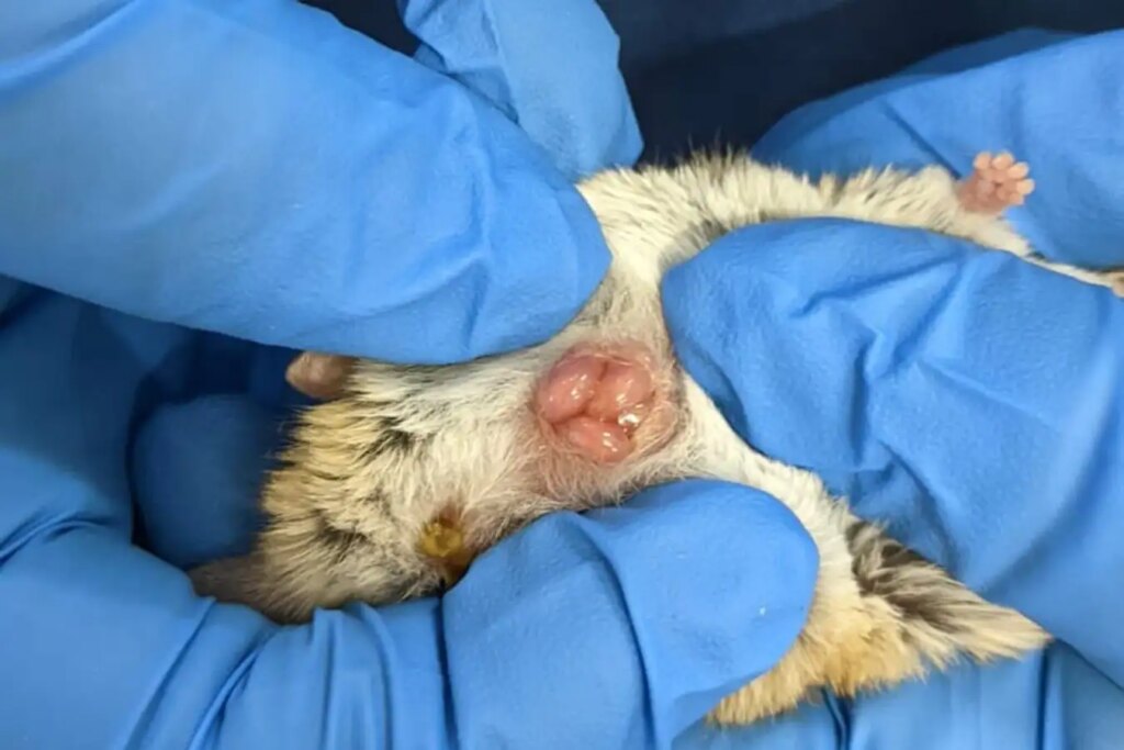 Newborn Marsupial Crawls into Mother’s Pouch for the First Time: Heartwarming Moment Captured Newborn Marsupial Crawls into Mothers Pouch for the First Time