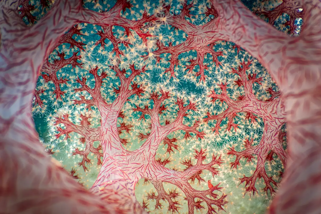 Stunning Close Up Photography Top 5 Award Winning Images from the Close Up