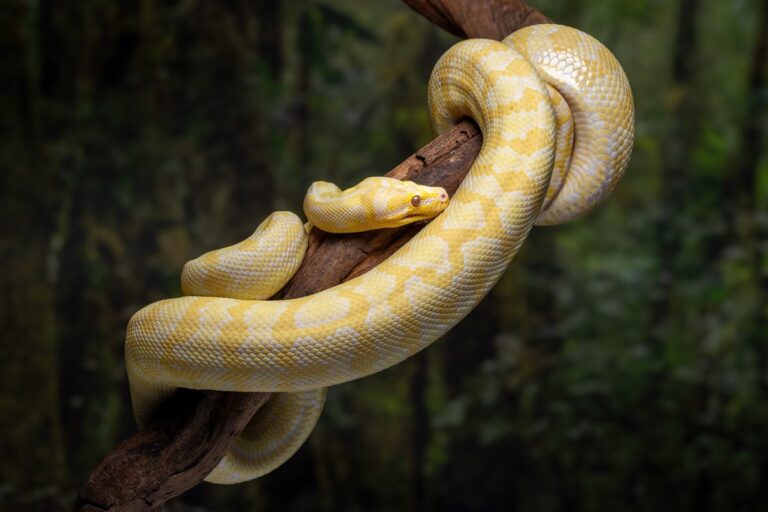 The Shocking True Story: When a Python Swallowed a Human Whole The Shocking True Story When a Python Swallowed a Human