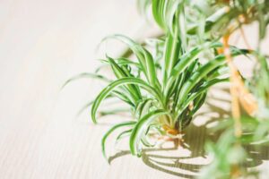 Top Houseplants for Air Purification Best Indoor Plants to Clean