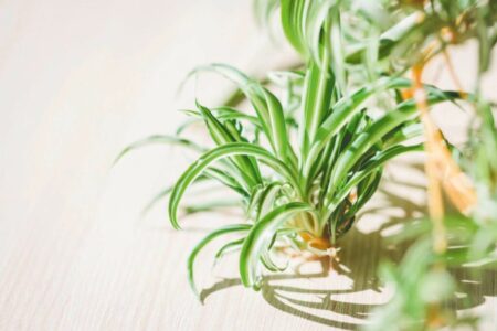 Top Houseplants for Air Purification Best Indoor Plants to Clean