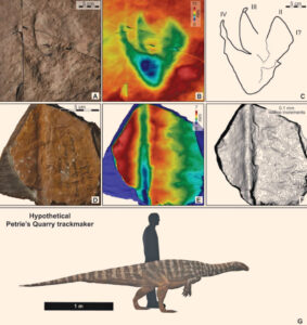 Unlocking Australias Ancient Past Study Reveals 230 Million Year Old Dinosaur Footprints