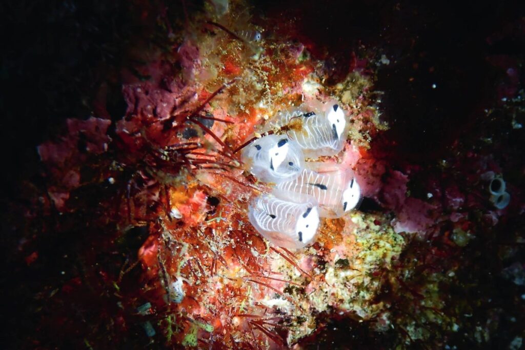 Unraveling the Mystery of Underwater Panda Skeletons What Experts Cant