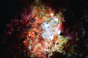 Unraveling the Mystery of Underwater Panda Skeletons What Experts Cant