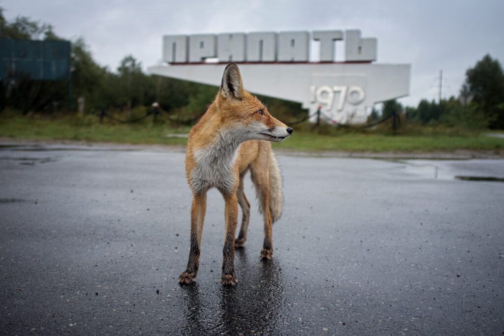 5 Unexpected Ways Wildlife is Thriving in Chernobyl: Nature’s Resilience in a Nuclear Zone 5 Unexpected Ways Wildlife is Thriving in Chernobyl Natures Resilience