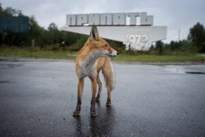 5 Unexpected Ways Wildlife is Thriving in Chernobyl Natures Resilience