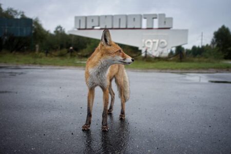 5 Unexpected Ways Wildlife is Thriving in Chernobyl: Nature’s Resilience in a Nuclear Zone 5 Unexpected Ways Wildlife is Thriving in Chernobyl Natures Resilience