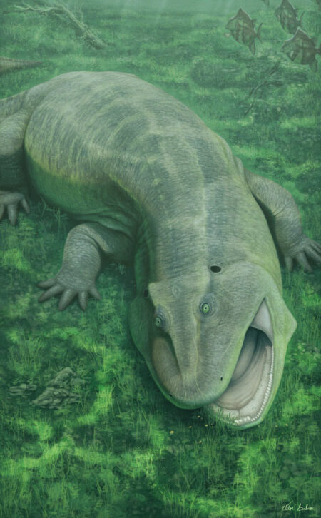 Ancient 275 Million Year Old Amphibian Relative with Twisted Jaw Redefines Diet of