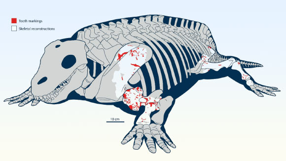 Ancient 280-Million-Year-Old Fossil: The Earliest Evidence of Land Predators Hunting Herbivores Ancient 280 Million Year Old Fossil The Earliest Evidence of Land Predators Hunting