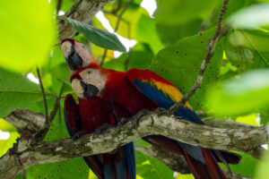 Ancient Parrot DNA Reveals Evidence of Pre Inca Animal Trading