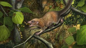 Ancient Primate Relative Discovered Southernmost Fossil Unearthed in Colorado