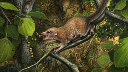 Ancient Primate Relative Discovered Southernmost Fossil Unearthed in Colorado