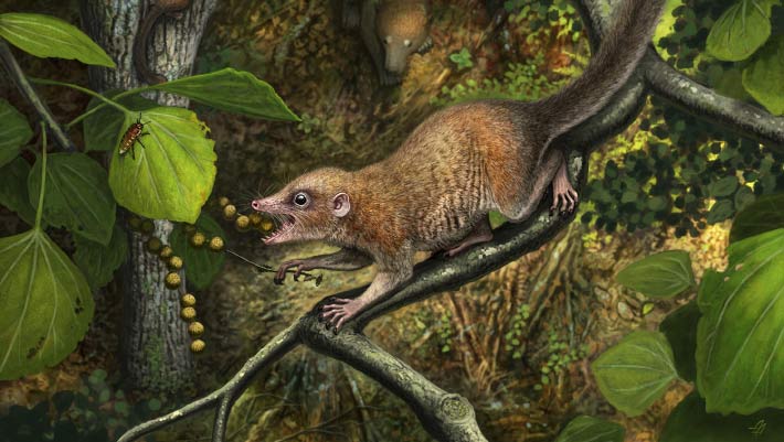 Ancient Primate Relative Discovered: Southernmost Fossil Unearthed in Colorado Ancient Primate Relative Discovered Southernmost Fossil Unearthed in Colorado