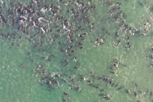 Are Killer Whales Responsible for Mass Dolphin Strandings